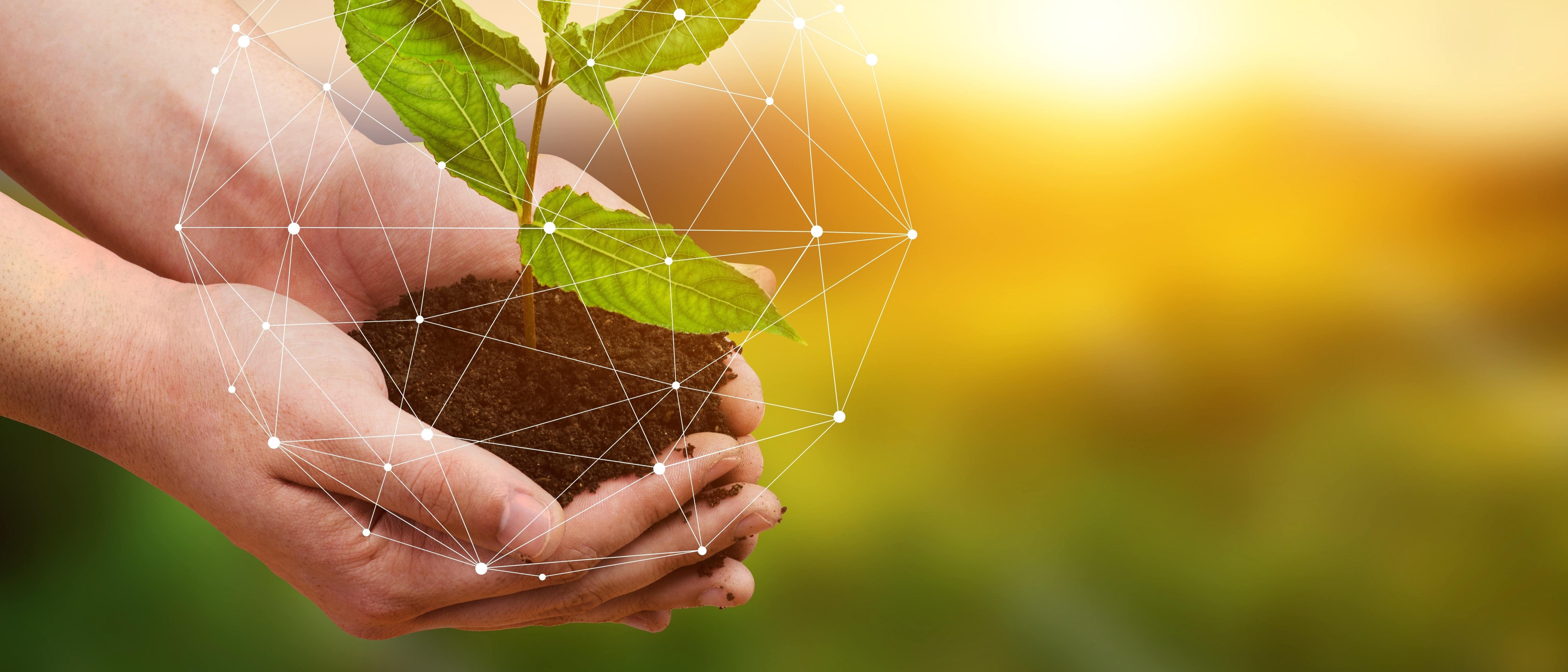 Hands gently cradle a small plant with green leaves, surrounded by soil.